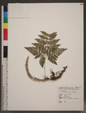 Davallia trichomanoides Blume {H