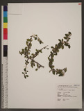 Cotoneaster dammeri C. K. Schneid. 矮生栒子