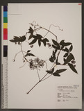 Cayratia formosana Hsu & Kuoh xWQĲ