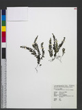 Hymenophyllum barbatum (v. d. Bosch) Baker تF