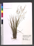 Eragrostis pilosiuscula Ohwi 򸭪