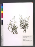 Lindernia anagallidea (Michaux) Pennell 