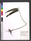 Microlepia marginata (Houtt.) C. Chr. t\