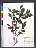 Eurya loquaiana Dunn 細枝柃木