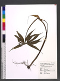 Arisaema consanguineum Schott ѫnP