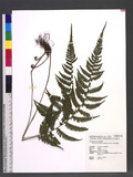 Thelypteris gracilescens (Blume) Ching Yb