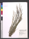 Leptochloa chinensis (L.) Nees dl