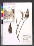 Dregea volubilis (L. f.) Benth. ex Hook. f. 臺灣華他卡藤