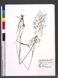 Agrostis infirma Büse var. formosana (Hack.) Veldkamp sѿo