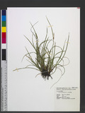 Carex macrandrolep...