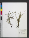 Sisyrinchium iridifolium Kunth xuZ