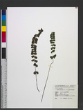 Lindsaea orbiculat...