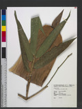 Dendrocalamus latiflorus Munro ¦
