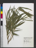 Bambusa vulgaris Schrad. ex J. C. Wendl. s