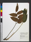 Disporopsis arisanensis Hayata s_M