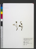 Ranunculus junipericolus Ohwi sӣ