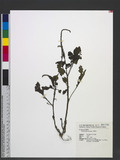 Heliotropium indicum L. 