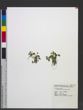 Lindernia pusilla (Willd.) Boldingh 