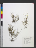 Cotula australis (Sieber ex Spreng.) Hook. f. nsʹh