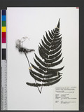 Thelypteris castanea (Tagawa) Ching ߬`ƪP