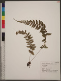 Athyrium sp.