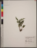 Lindsaea chienii C...