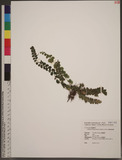 Lindsaea orbiculat...