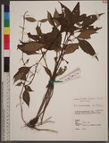 Paraphlomis formosana (Hayata) T. H. Hsieh & T. C. Huang OWWĬ