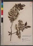 Salix fulvopubescens Hayata var. tagawana (Koidz.) K. C. Yang & T. C. Huang դh