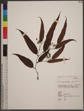 Smilax arisanensis Hayata sn