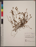 Crotalaria similis...