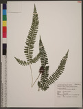 Polystichum hancockii (Hance) Diels տ