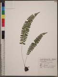 Polystichum hancockii (Hance) Diels տ