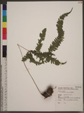 Pteris scabristipes Tagawa `