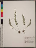 Polystichum hancockii (Hance) Diels տ