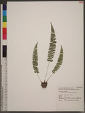 Polystichum hancockii (Hance) Diels տ