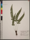 Polystichum hancockii (Hance) Diels տ