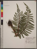 Polystichum parvipinnulum Tagawa yտ