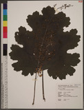 Macleaya cordata (Willd.) R. Br. ոj