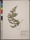 Acystopteris tenuisecta (Blume) Tagawa