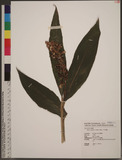 Alpinia japonica (...
