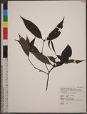 Lasianthus japonic...