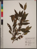 Cleyera japonica Thunb. H