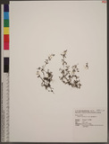 Hedyotis corymbosa (L.) Lam. osR]