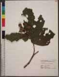 Neonauclea reticulata (Havil.) Merr. V