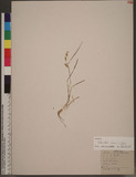 Echinochloa colona (L.) Link ~^