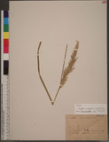 Deyeuxia brachytricha (Steud.) Chang ĪCT