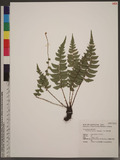 Polystichum nepalense (Sprengel) C. Chr. nտ