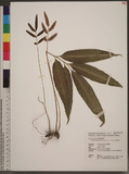 Bolbitis hainanensis Ching & Chu H. Wang 海南實蕨
