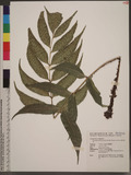 Cyrtomium devexiscapulae (Koidz.) Koidz. & Ching ܰwe
